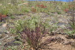 Cleistogenes squarrosa