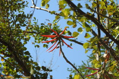 Erythrina folkersii