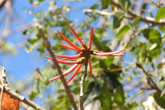 Erythrina folkersii
