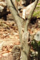 Erythrina folkersii