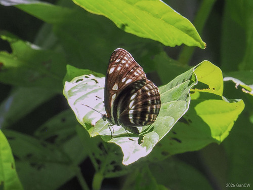 Phaedyma heliopolis