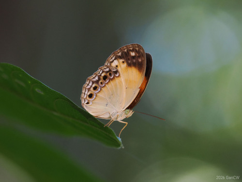 Cupha myronides