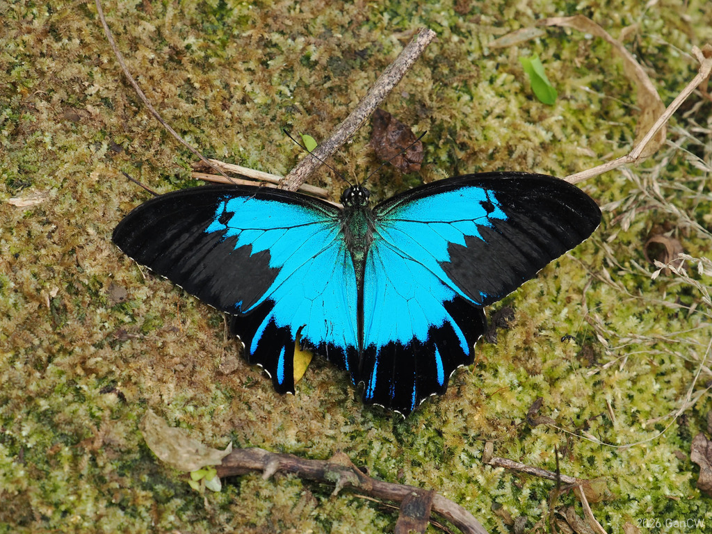 Papilio telegonus