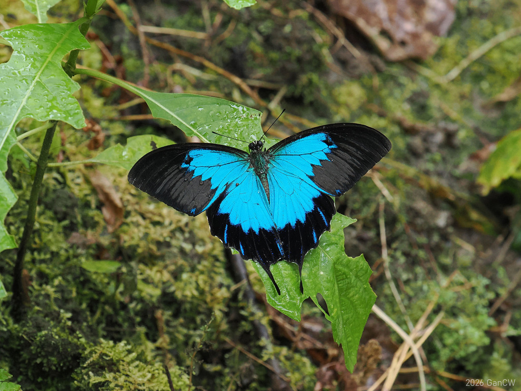 Blue Emperor