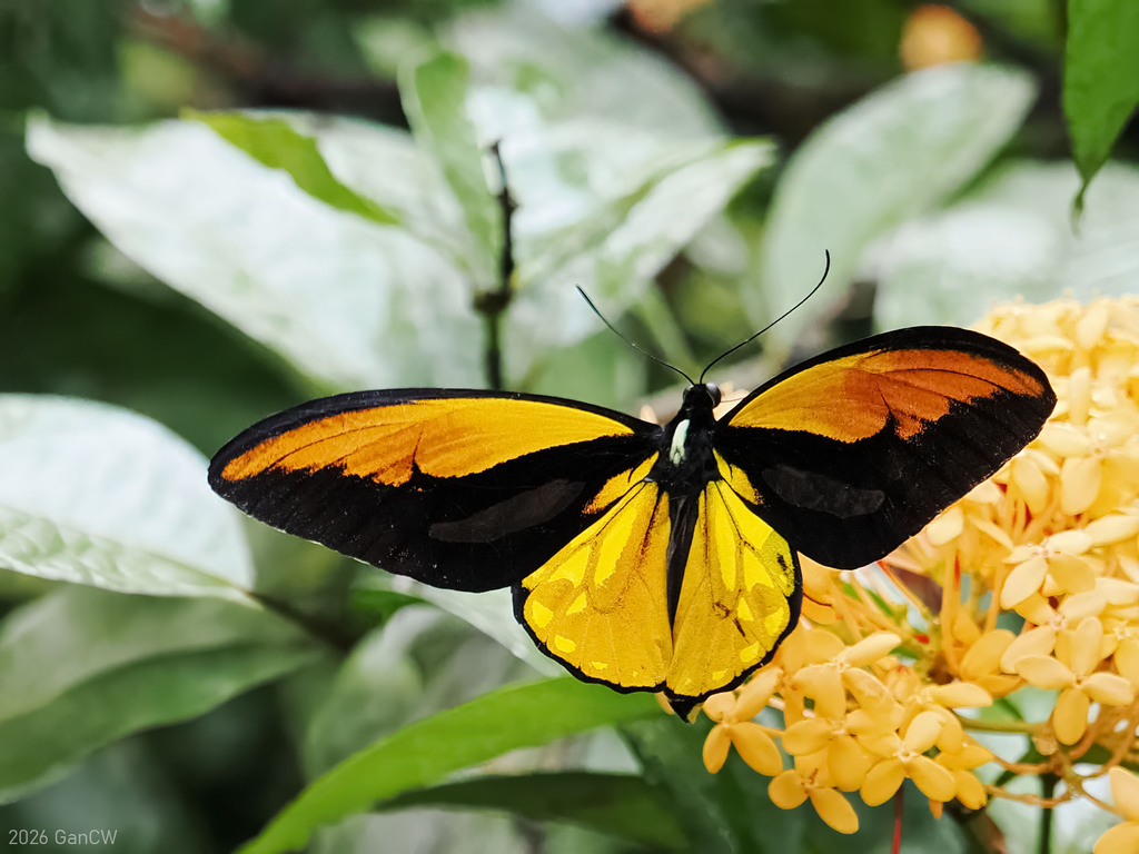 Wallace's Golden Birdwing