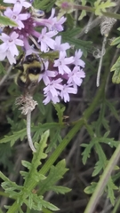 Glandularia lilacina