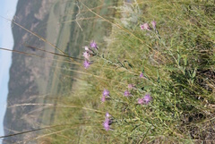 Saussurea salicifolia