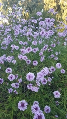Glandularia lilacina