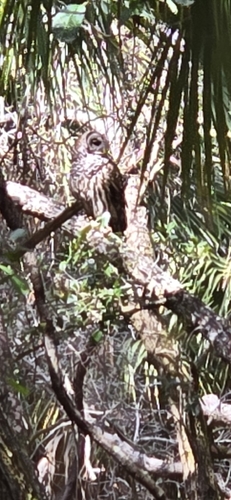 View observation of {o.common_name} on iNaturalist