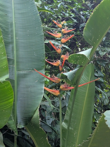 Expanded Lobsterclaw (Heliconia latispatha)