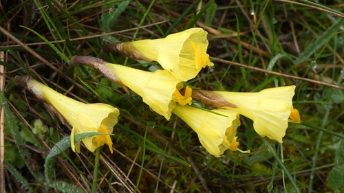 Narcissus hedraeanthus