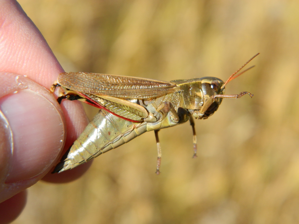 Northern Sedge Locust