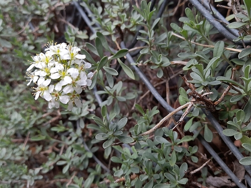 Corbeille-d'argent à feuilles d'halimus (Hormathophylla halimifolia)