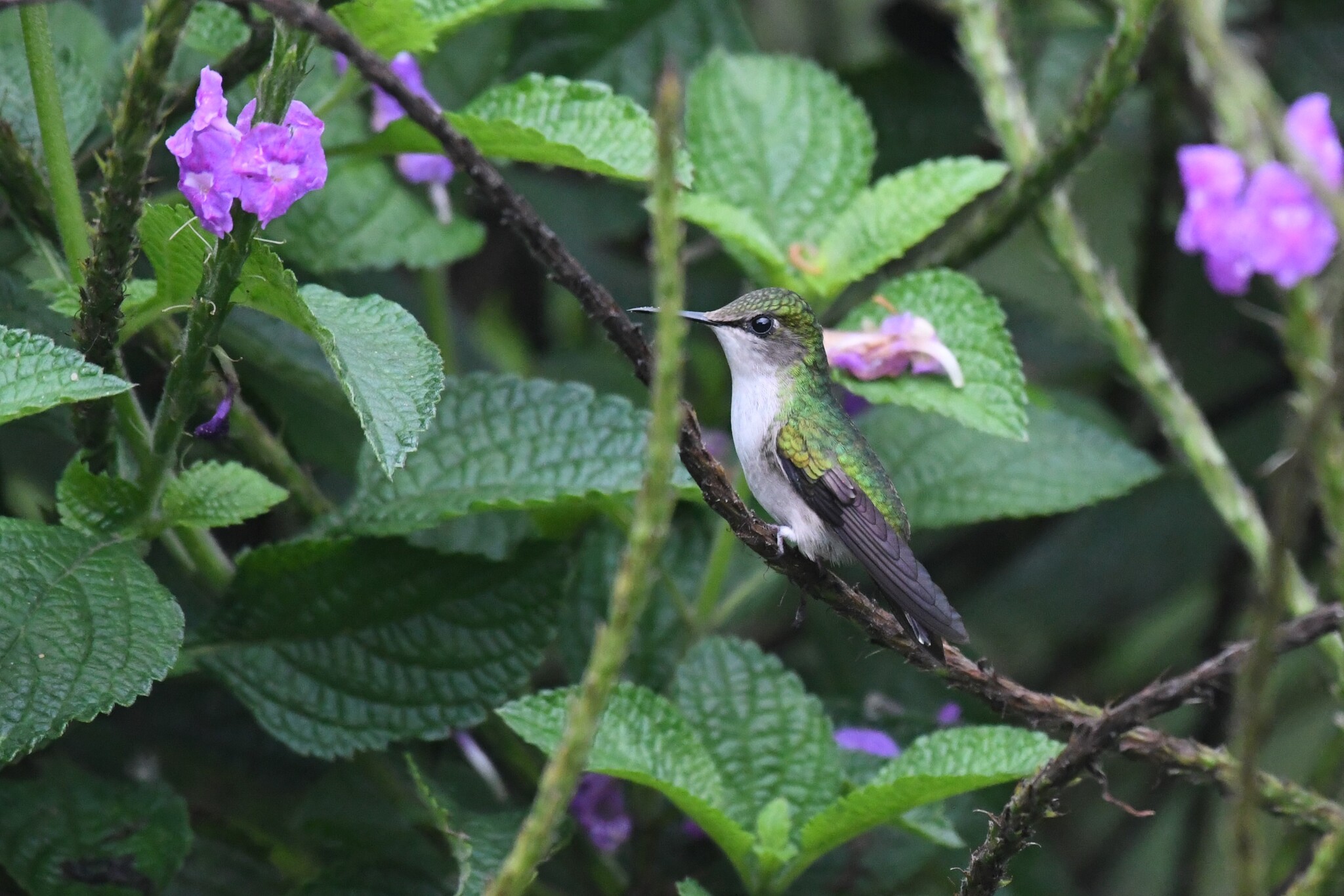 Snowcap (Microchera albocoronata), photo 4