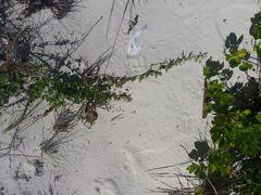 Jacquemontia havanensis