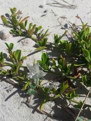 Jacquemontia havanensis