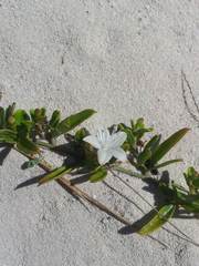 Jacquemontia havanensis