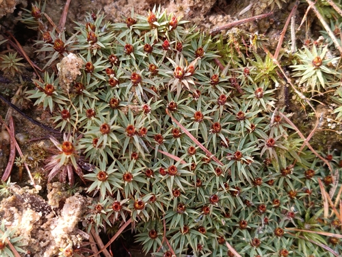 Urn Hair Moss (Pogonatum urnigerum)