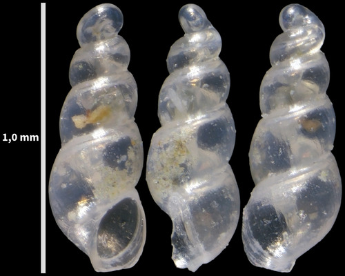 Ebala pointeli
