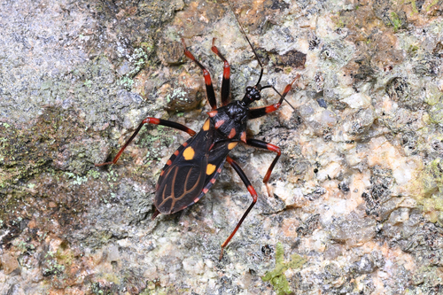 Acanthaspis geniculata