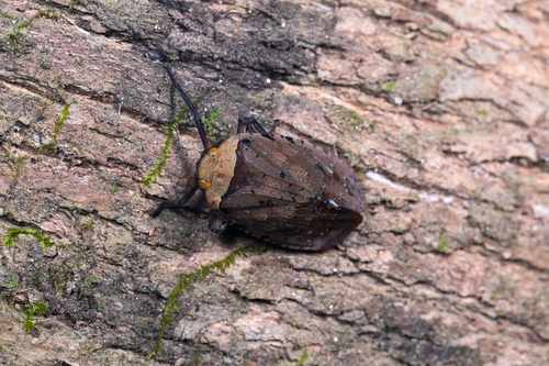 Penthicodes atomaria