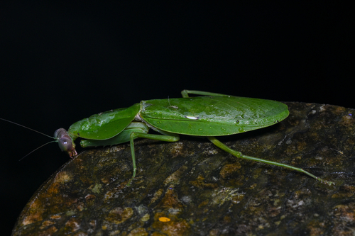 Rhombodera latipronotum