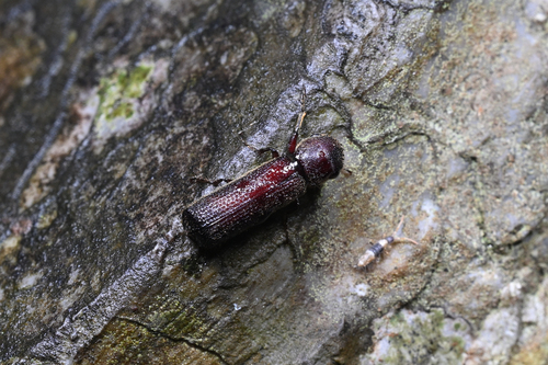 Parabostrychus acuticollis