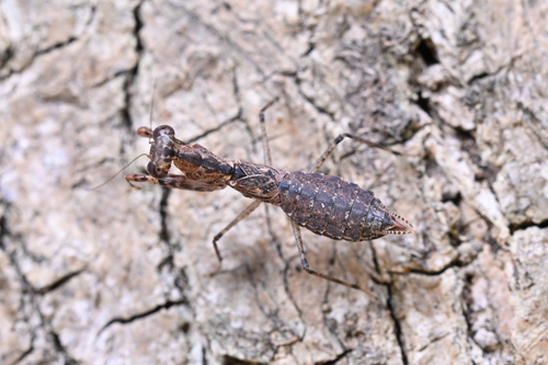 Amantis nawai