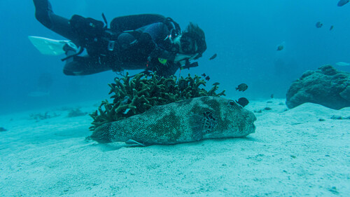 Starry Puffer — seen at this dive site