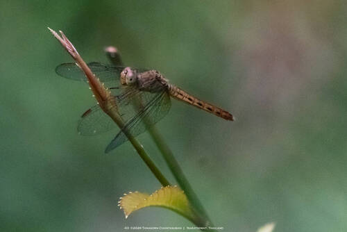 Common Parasol