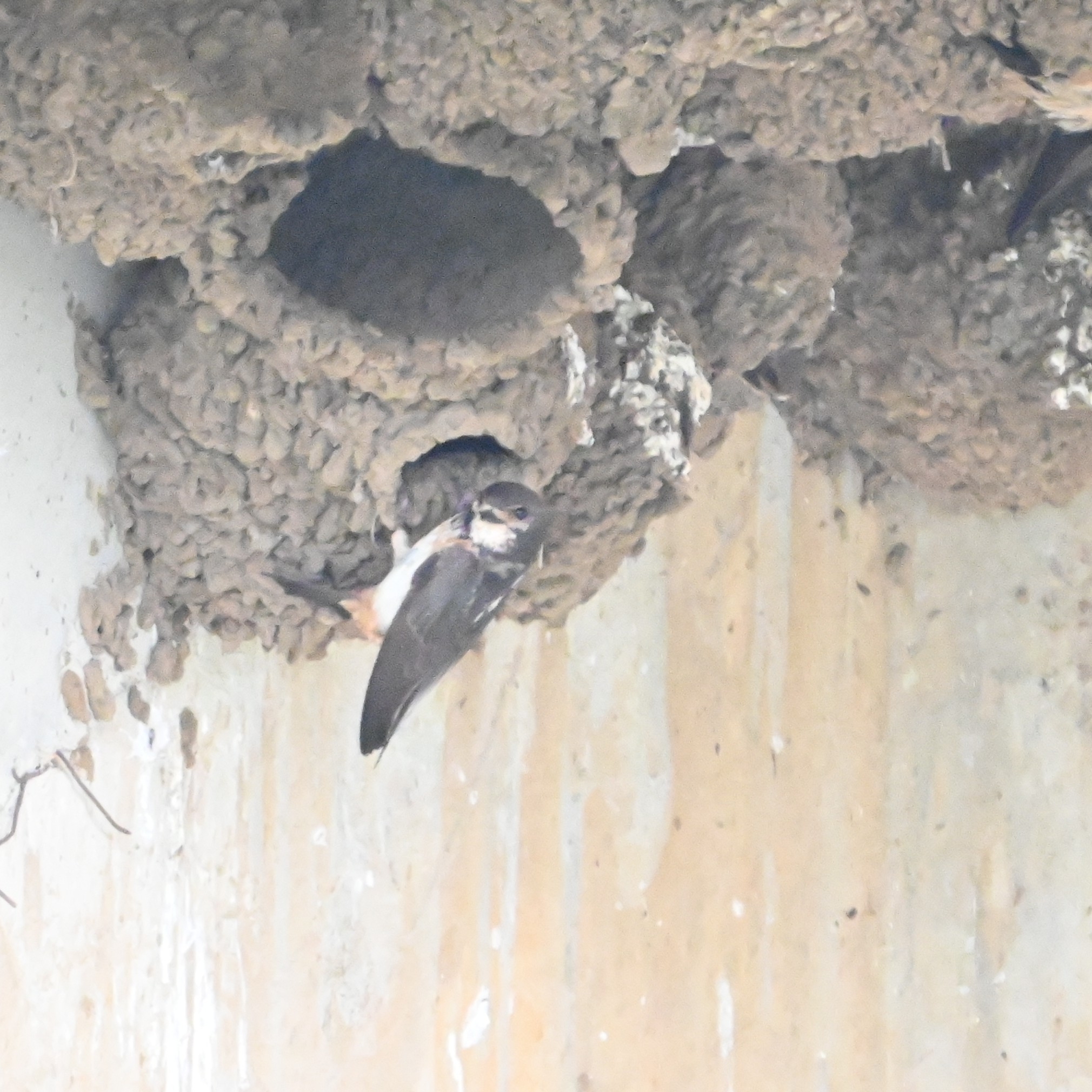 South African Cliff Swallow (Petrochelidon spilodera), photo 4