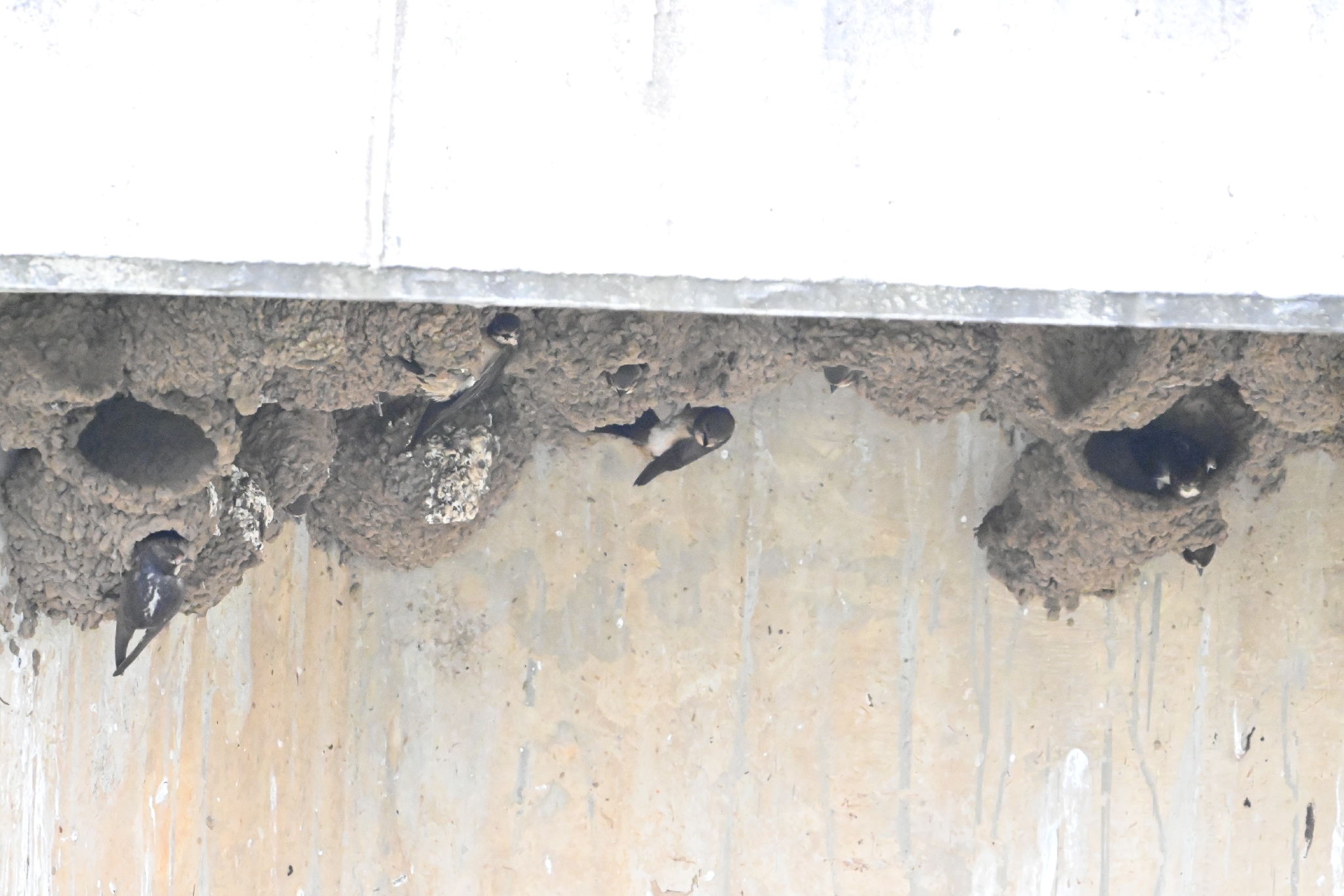 South African Cliff Swallow (Petrochelidon spilodera), photo 5