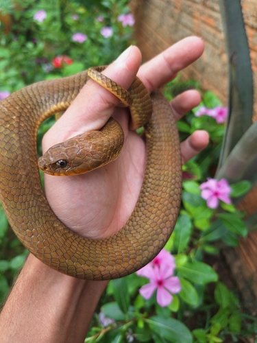 Wagler's Snake