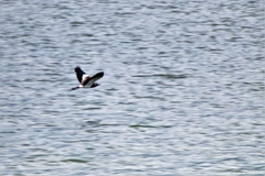 Vanellus chilensis cayennensis