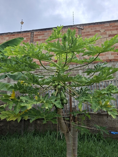 Papaya