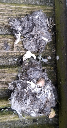 View observation of {o.common_name} on iNaturalist