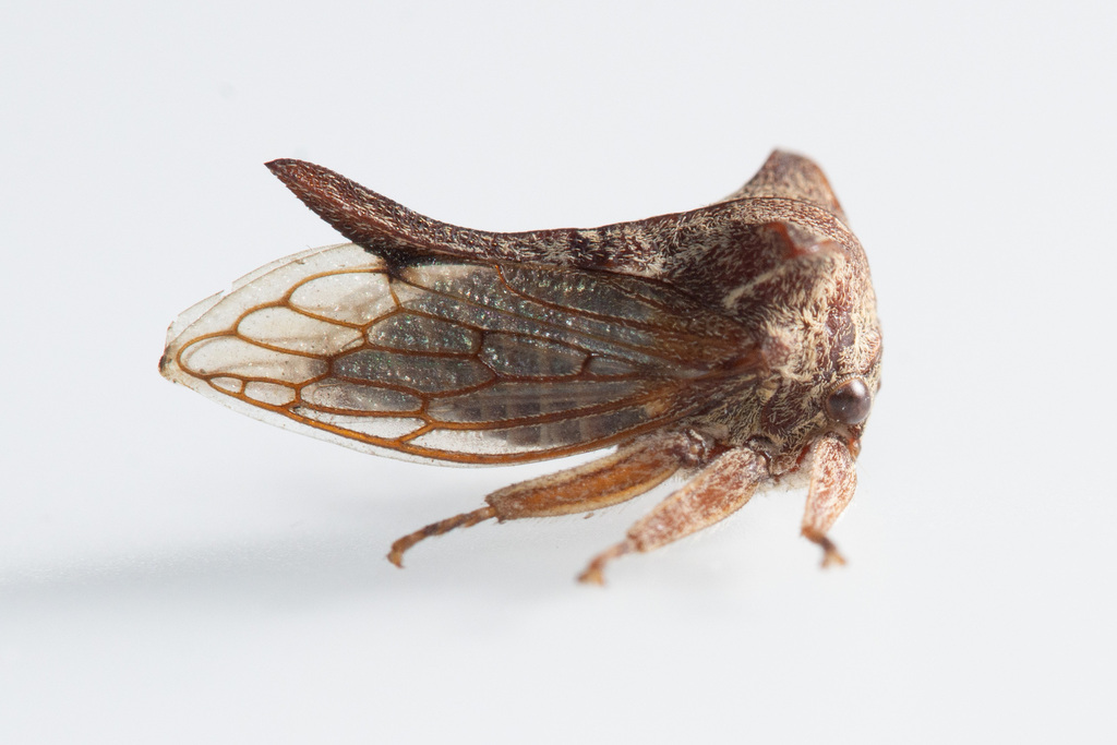 Oxyrhachis geniculata