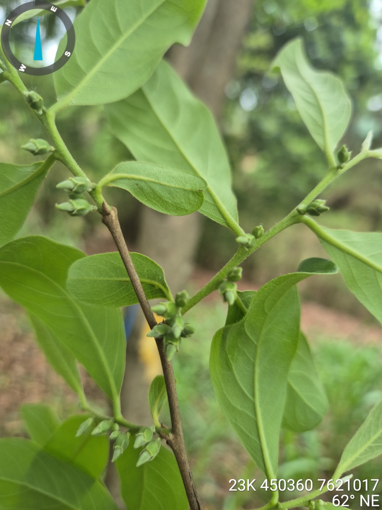 Diospyros inconstans