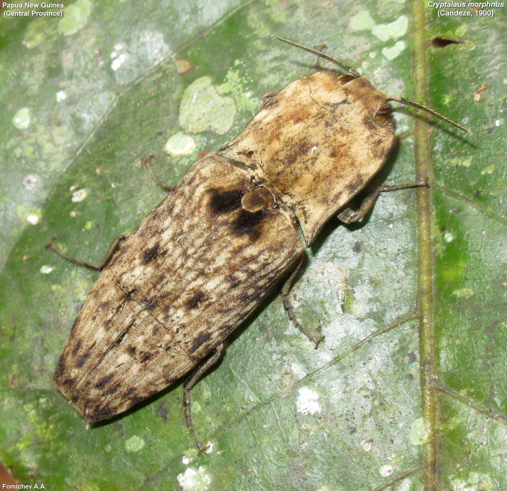 Cryptalaus morphnus