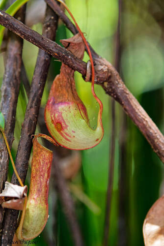 Slender Pitcher-Plant (Nepenthes gracilis)