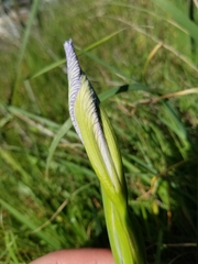 Iris longipetala