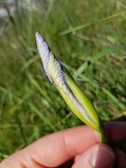 Iris longipetala
