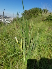 Iris longipetala