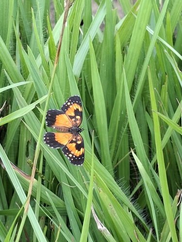 Bordered Patch
