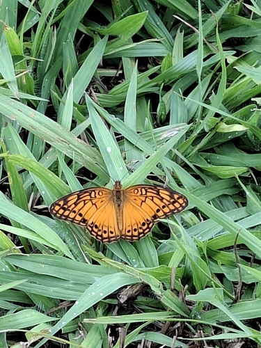 Mexican Fritillary