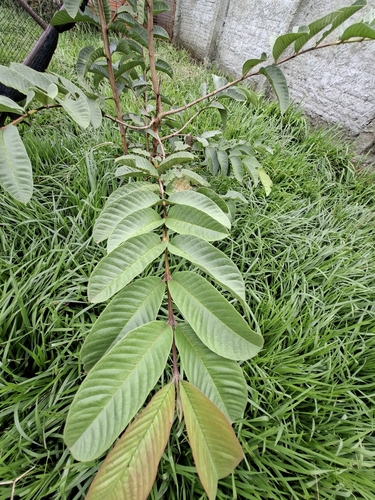 Common guava