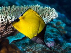 Forcipiger longirostris