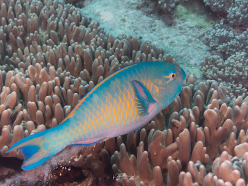 Blue-barred Parrotfish