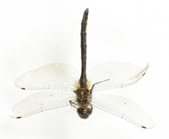 Hemicordulia armstrongi