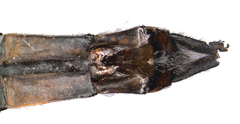 Hemicordulia armstrongi